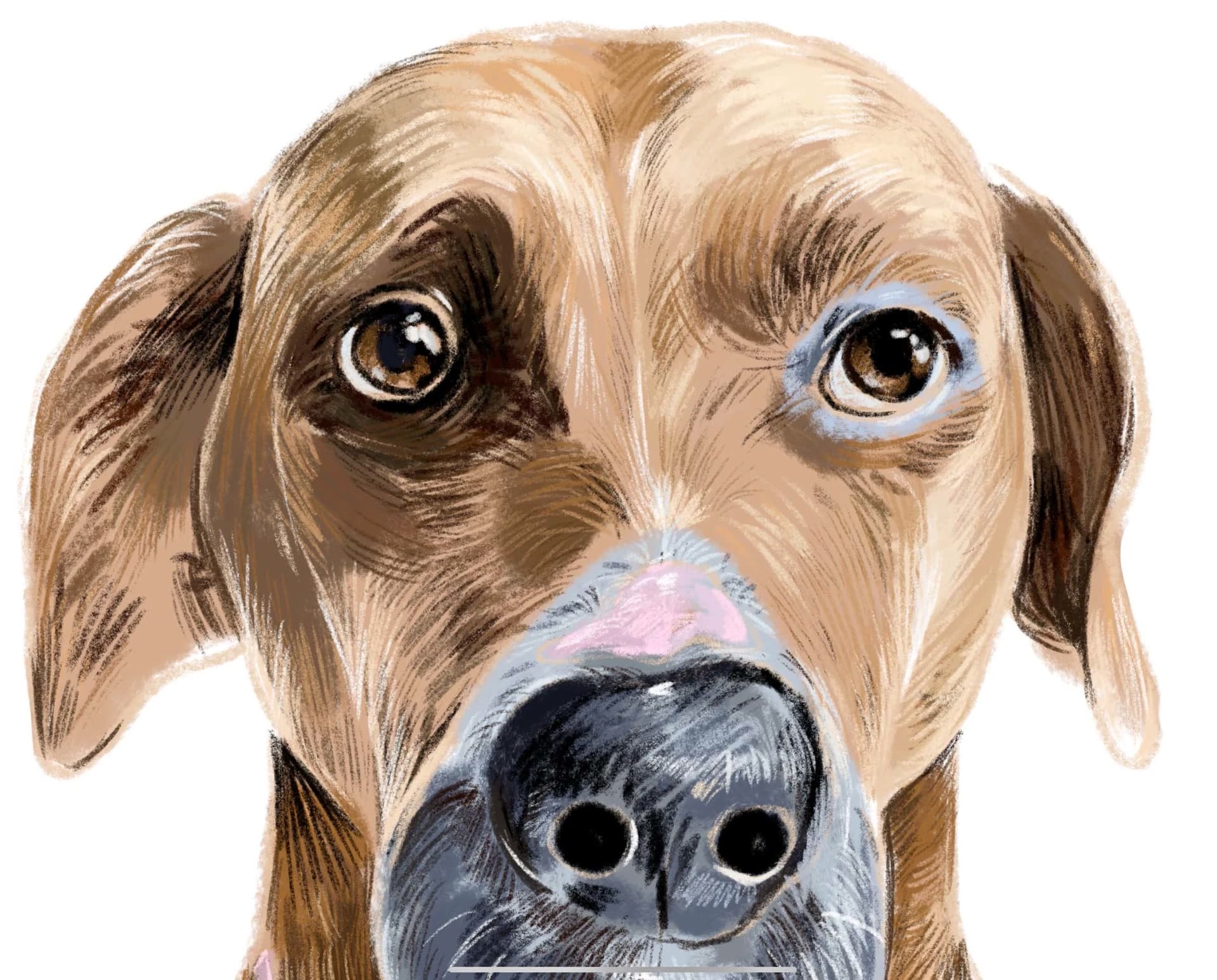 Animaux — illustration animalière de chien 2 par Caroline Le Rouge de Guerdavid